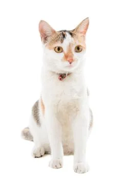 Short haired cat sitting Stock Photos