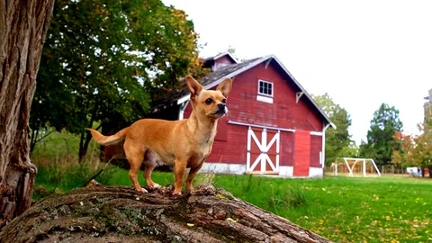 Short Haired Chihuahua Dog Outside During Fall Season Video