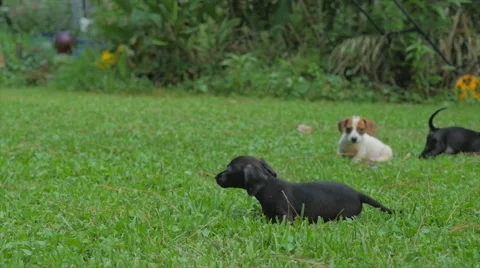 Short haired dachshunds playing Stock Footage 55383820