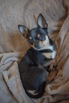 Short haired dog cable haired chihuahua lies and sits on a brown plaid Stock Photos