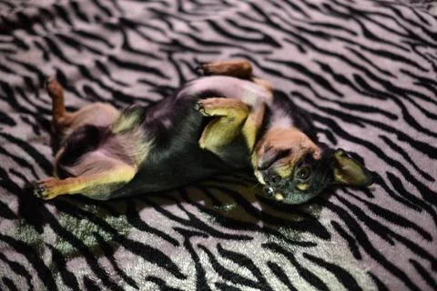 Short-haired dog cable red-haired chihuahua lies and sits on a brown plaid Stock Photos
