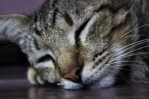 The short-haired gray cat sleeping soundly on the floor. Stock Photos