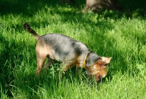 Short-haired Yorkshire terrier eats grass on a walk. Stock Photos