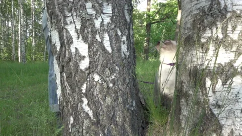 Short haired young cat, seal point color with blue eyes on a birch Stock Footage 87290004