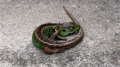 Short-headed lizard Stock Footage 157040542