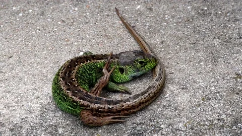 Short-headed lizard Stock Footage 157040952