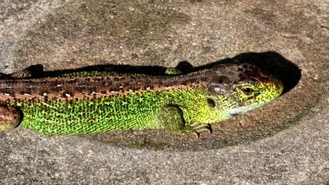 Short-headed lizard 스톡 동영상 157041145