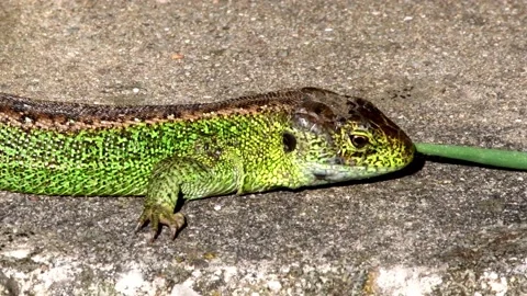 Short-headed lizard Video stock 157041550