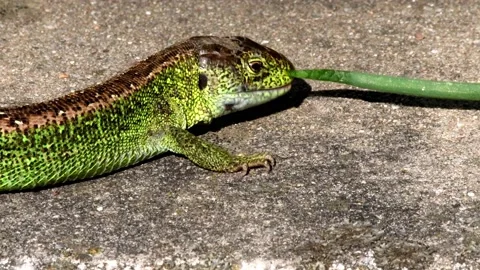 Short-headed lizard 스톡 동영상 157041603
