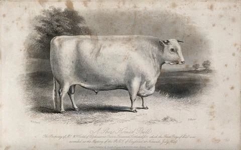 A short horned bull. Etching by E. Hacker, ca 1849, after W.H. Davis. 스톡 일러스트