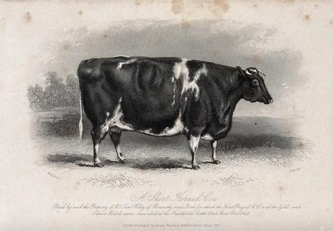 A short horned cow. Etching by E. Hacker, ca 1850, after W.H. Davis. Ilustración de archivo
