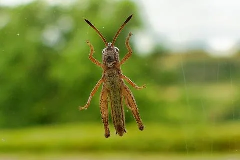 Short Horned Grasshopper. Stock Photos