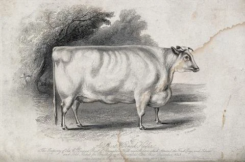 A short horned heifer. Etching by H. Beckwith, ca 1843, after W.H. Davis. 스톡 일러스트