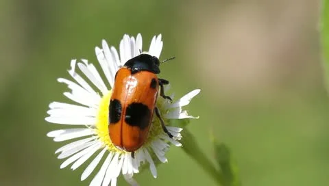 Short-horned Leaf Beetle (Clytra laeviuscula) Stock Footage 11289016