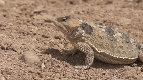 Short Horned lizard moving in desert Stock-Footage 96671553
