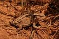 Short Horned Lizard Phrynosoma douglassi in Bryce Canyon National Park Photo