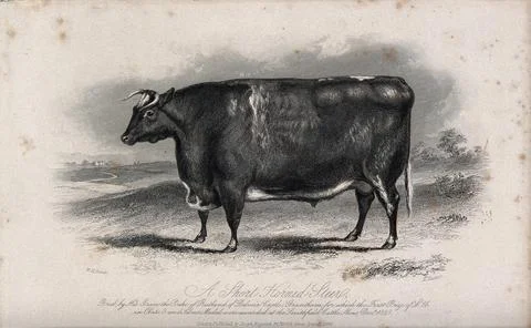 A short horned steer. Etching by E. Hacker, ca 1849, after W.H. Davis. 스톡 일러스트