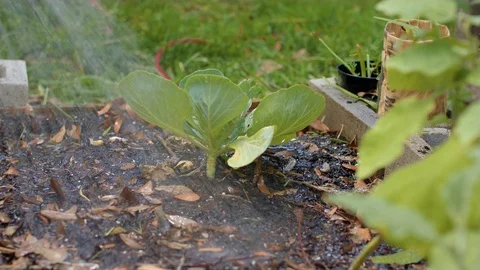 Short leafy plant getting watered by a hose with a wide nozzle in a small gar Stockbeeldmateriaal 109553678