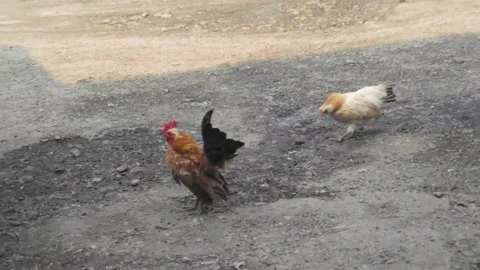 Short Leg Bantam Chicken Stock Footage 266476211