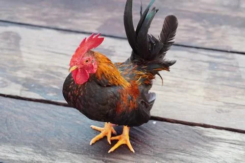 Short-legged Bantam chicken Stock Photos