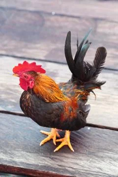 Short-legged Bantam chicken Stock Photos