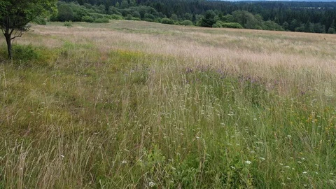 Short low level flight above meadow under mountains Stock Footage 114297935