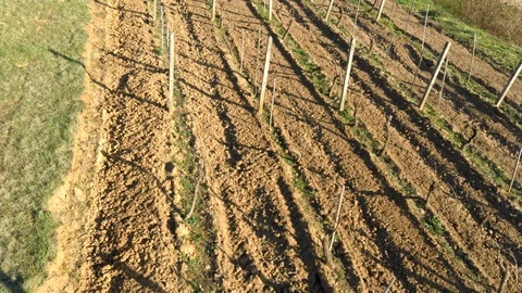 Short low level flight video above small vineyard during spring season. Stock Footage 128341264