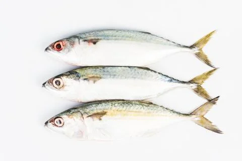 Short mackerel on white background  Stock Photos