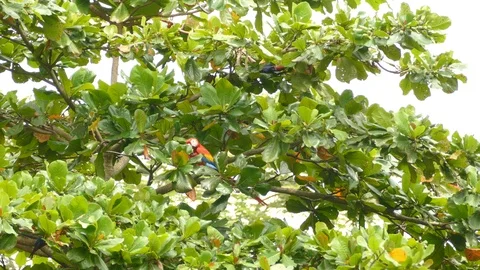 Short, medium and wide views of Scarlet Macaw parrot birds in Costa Rica 스톡 동영상 95600935