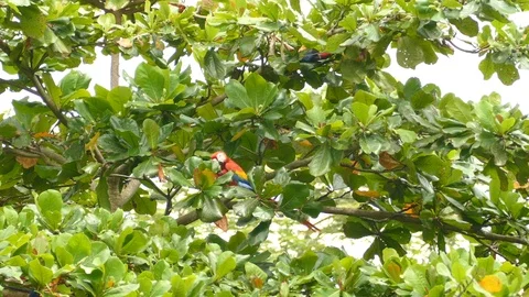 Short, medium and wide views of Scarlet Macaw parrot birds in Costa Rica - 24fps Stock-Footage 104126061