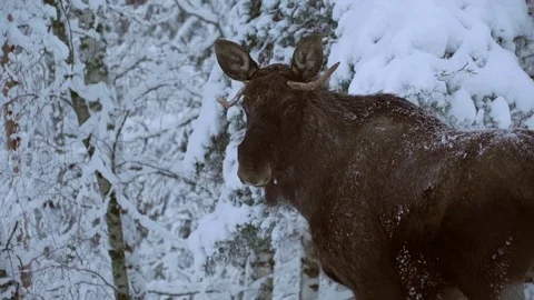 Short. Moose Stock Footage 78163845