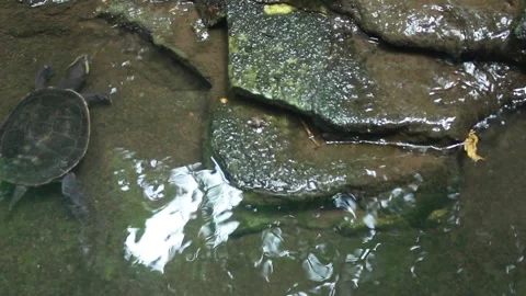 Short-necked Turtle Stock Footage 309343387