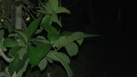 Short-nosed fruit bats at fig tree, Malaysia Stock Footage 311770875