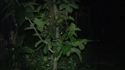 Short-nosed fruit bats at fig tree, Malaysia Stock Footage 311770930