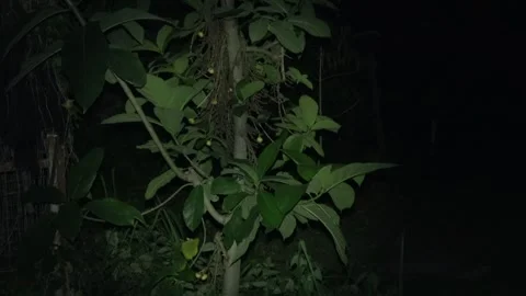 Short-nosed fruit bats at fig tree, Malaysia Stock Footage 311770948