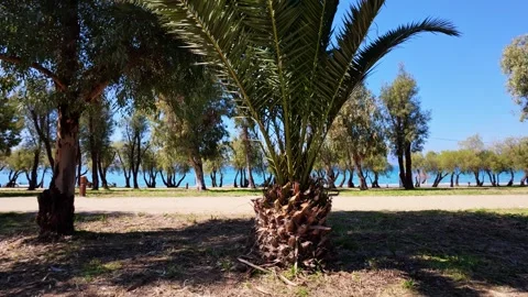 Short Palm Tree Adding Exotic Charm to Seaside Park 動画素材 304686563