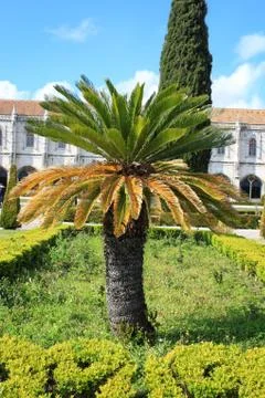 Short palm tree Stock Photos