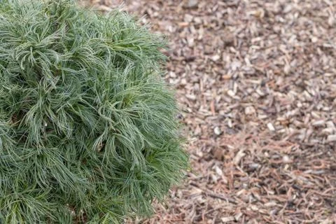 Short pine tree like a shrub Stock Photos