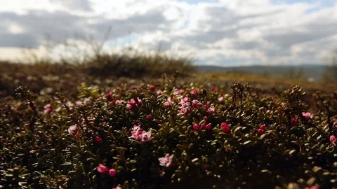 Short Plant With Tiny Leaves and Pink Flowers. Blurry Background. Cloudy Sky. Video stock 73928187