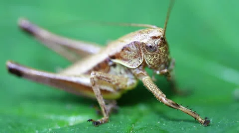 Short probe cricket - caelifera Stock-Footage 24861143
