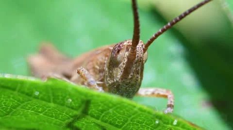 Short probe cricket - macro Stock-Footage 24878056