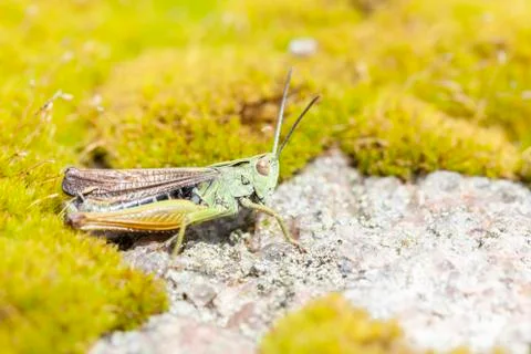 Short probes cricket Stock Photos