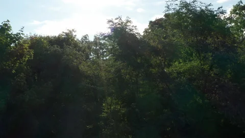 Short rise over forest canopy with sun flare, upstate new york, 4K Stock Footage