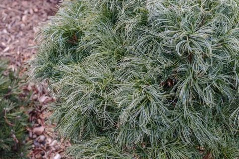 Short round shrub pine Stock Photos