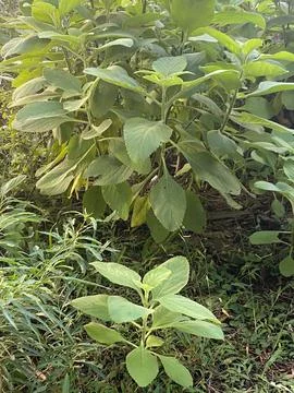 Short, rounded-leaf plants 스톡 사진