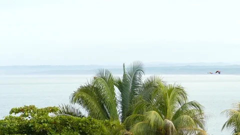 Short sequence of 4 Scarlet Macaw parrots flying with sea in background 스톡 동영상 95606908