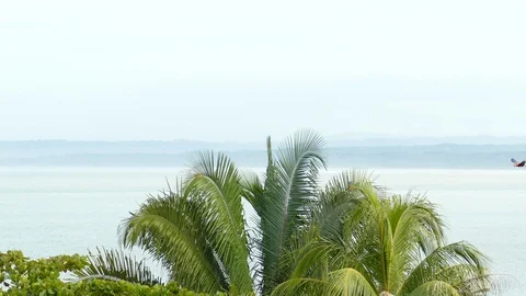 Short sequence of 4 Scarlet Macaw parrots flying with sea in background - 24fps Stock Footage 104121495