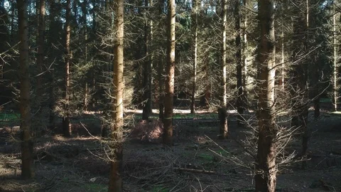 Short sequence of a forest that is flooded with sunlight Stock Footage 89696009