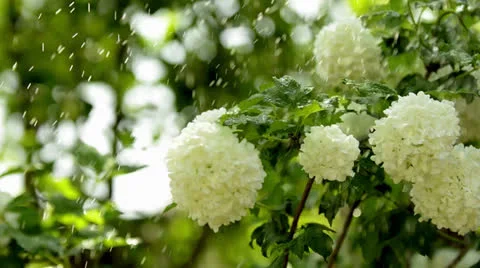SHORT SUMMER RAIN AND WHITE FLOWERS Stock Footage 25865697