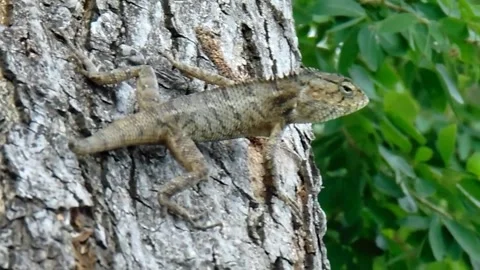A short-tail chameleon Stock Footage 201335549